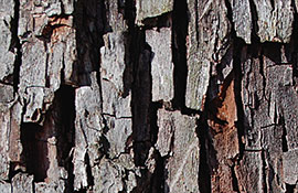 Holzbilder